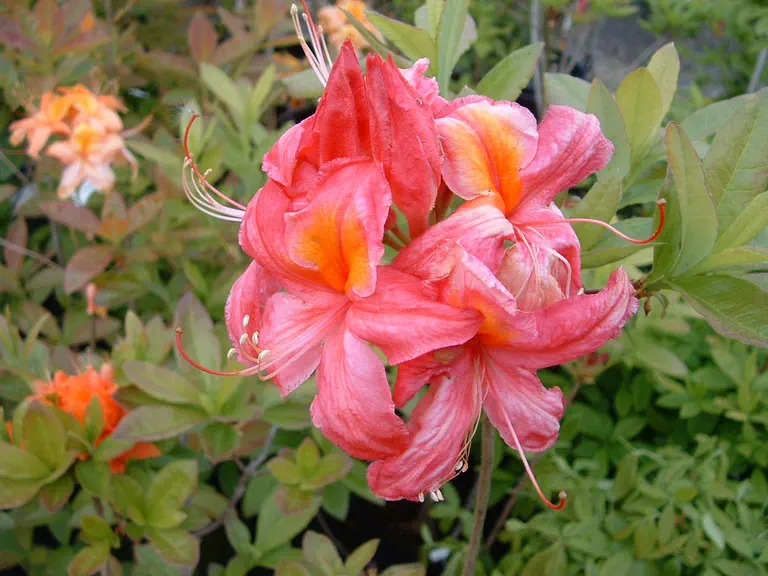 Photo of R. 'Marlies', Deciduous Azalea Hybrid