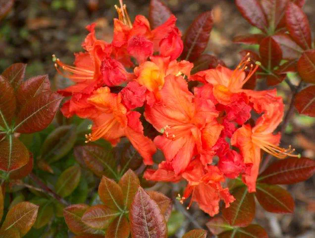 Photo of R. 'Mary Poppins', Deciduous Azalea Hybrid