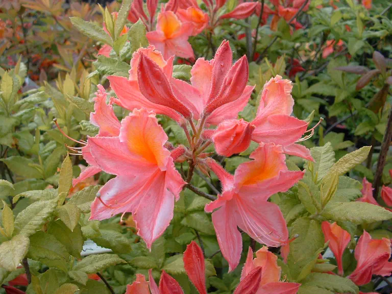 Photo of R. 'Mazurka', Deciduous Azalea Hybrid