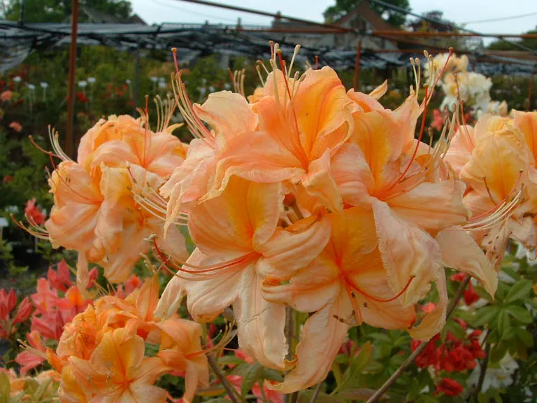 Photo of R. 'Miami', Deciduous Azalea Hybrid