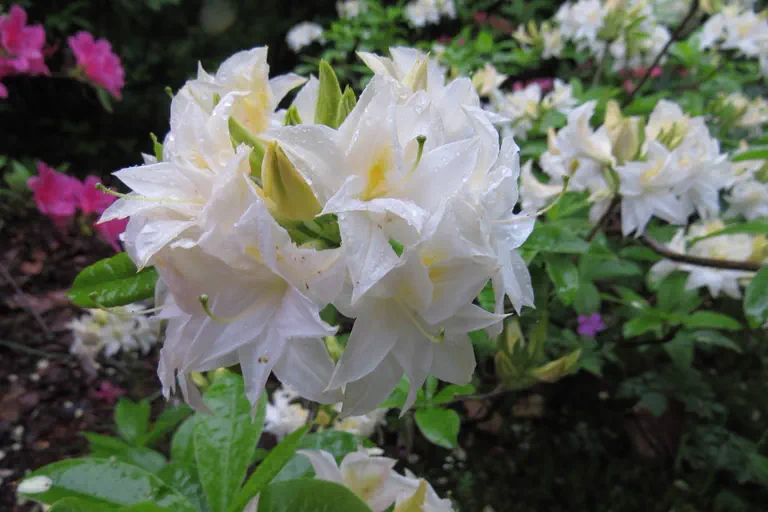Photo of R. 'Milton', Deciduous Azalea Hybrid