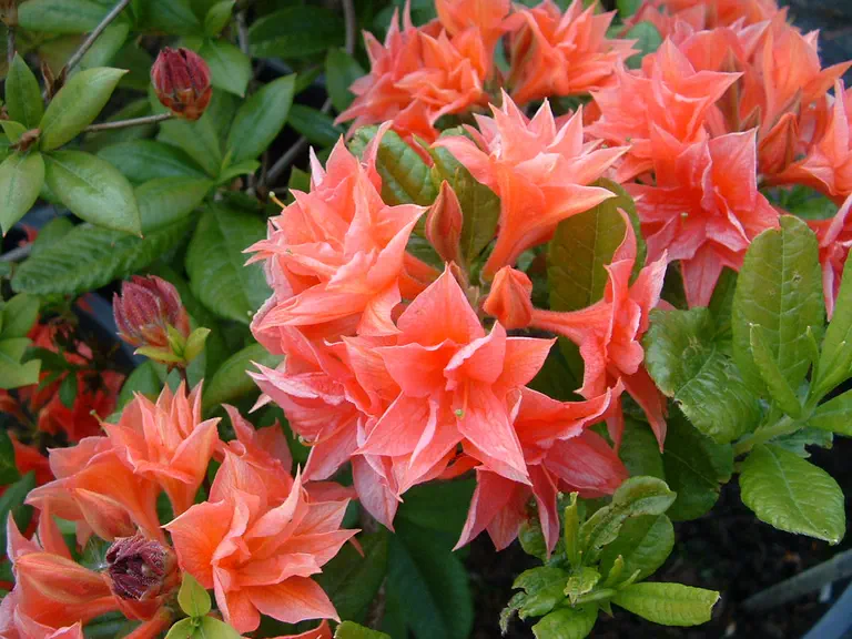 Photo of R. 'Mina Van Houtte', Deciduous Azalea Hybrid