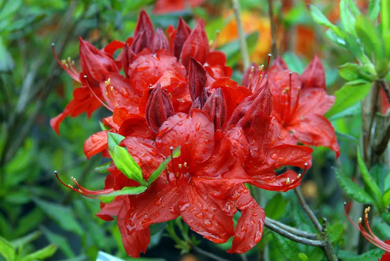 Photo of R. 'Parkfeuer', Deciduous Azalea Hybrid