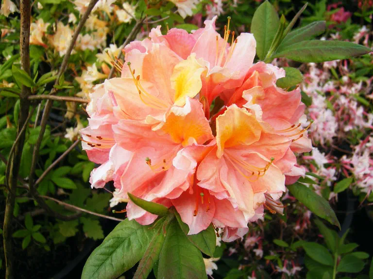Photo of R. 'Pavane', Deciduous Azalea Hybrid