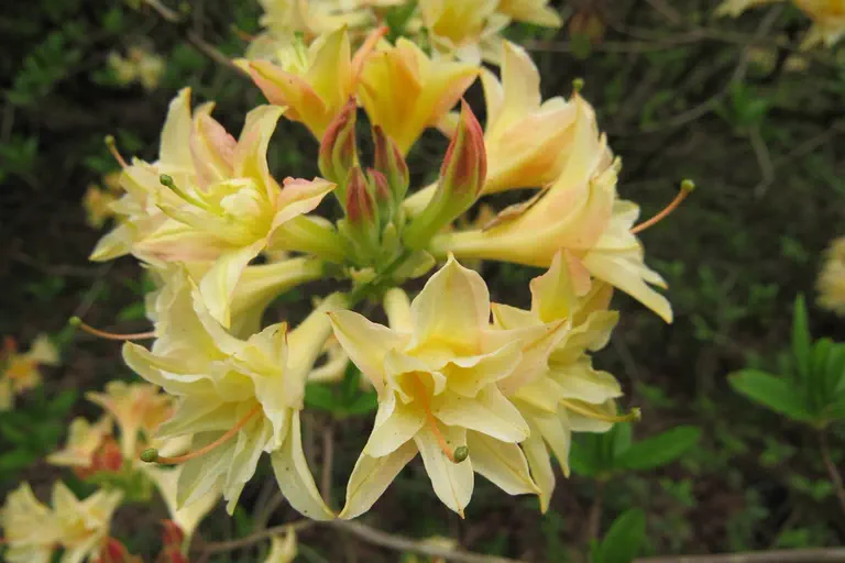 Photo of R. 'Phidias', Deciduous Azalea Hybrid