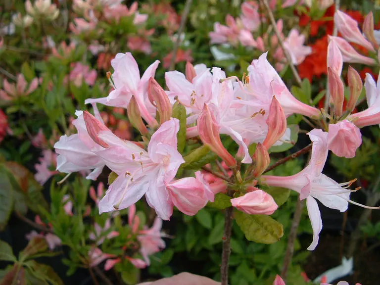 Photo of R. 'Pink Mimosa', Deciduous Azalea Hybrid