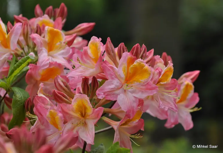 Photo of R. 'Pompadour', Deciduous Azalea Hybrid
