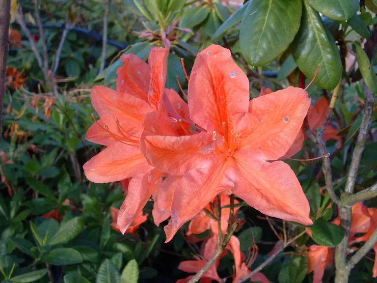 Photo of R. 'Hamlet', Deciduous Azalea Hybrid