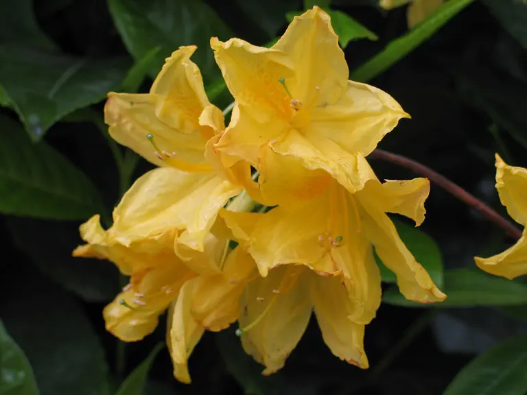 Photo of R. 'Harvest Moon', Deciduous Azalea Hybrid
