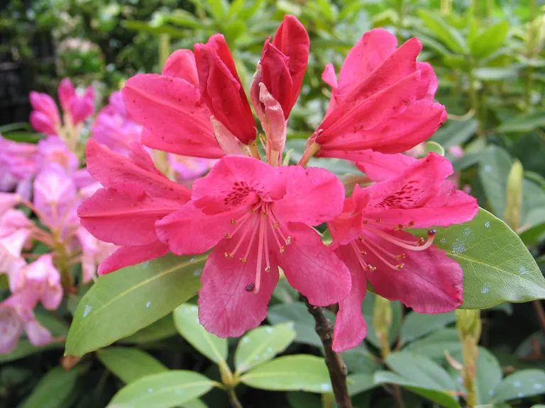 Photo of R. 'Hugo Koster', Deciduous Azalea Hybrid