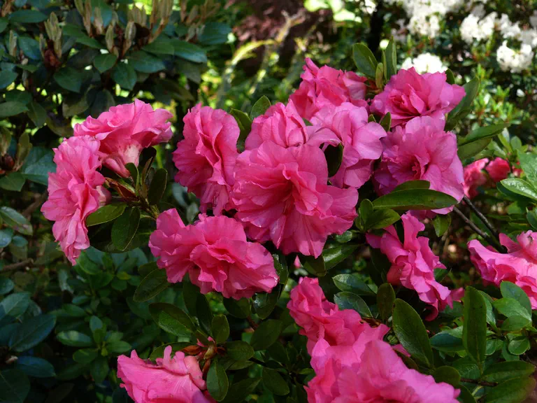 Photo of R. 'Anna Kehr', Evergreen Azalea Hybrid