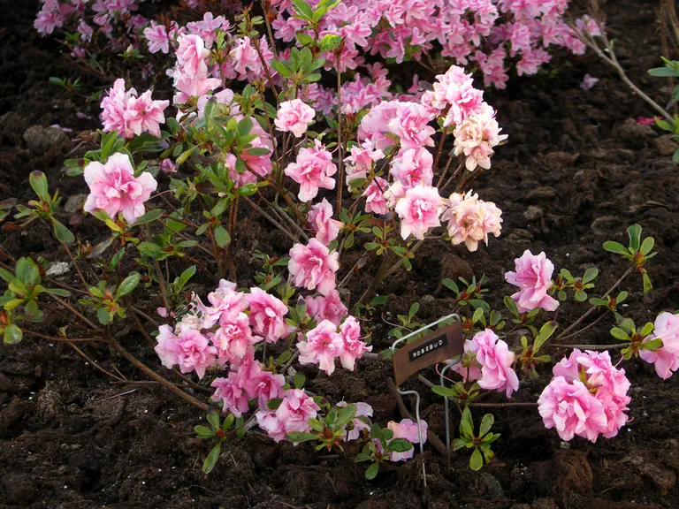 Photo of R. 'Rosebud', Evergreen Azalea Hybrid