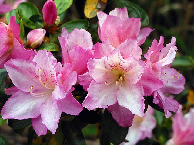 Photo of R. 'Al's Picotee', Evergreen Azalea Hybrid