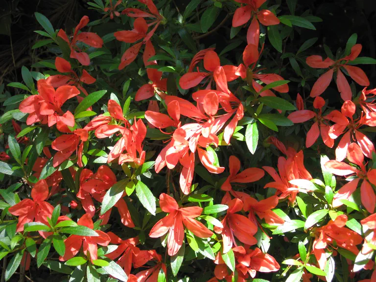 Photo of R. indicum 'Kin-no-sai', Evergreen Azalea Species Selection