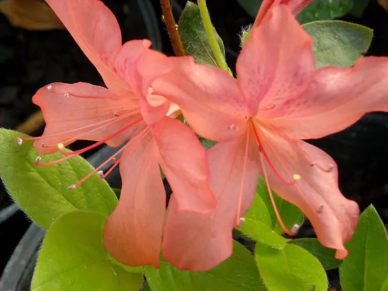 Photo of R. 'Ambrosia', Evergreen Azalea Hybrid
