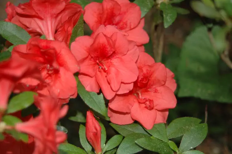 Photo of R. 'Beni-kirishima', Evergreen Azalea Hybrid