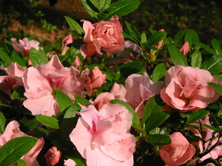 Photo of R. 'Betty Anne Voss', Evergreen Azalea Hybrid