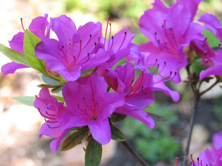Photo of R. 'Blue Danube', Evergreen Azalea Hybrid