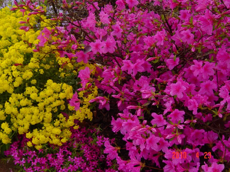 Photo of R. 'Boudoir', Evergreen Azalea Hybrid