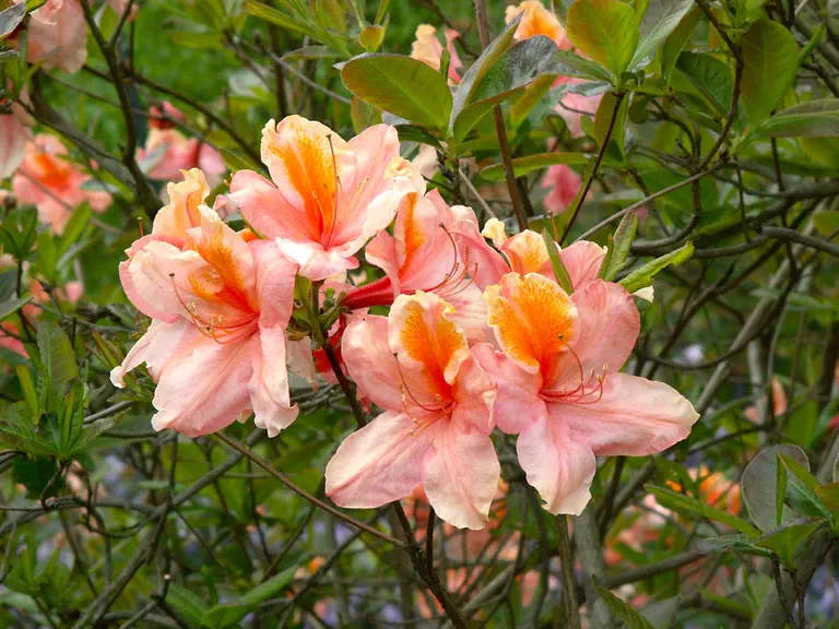 Photo of R. 'Bright Forecast', Deciduous Azalea Hybrid