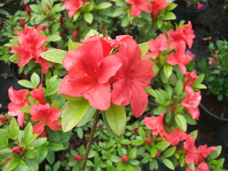 Photo of R. 'Buccaneer', Evergreen Azalea Hybrid