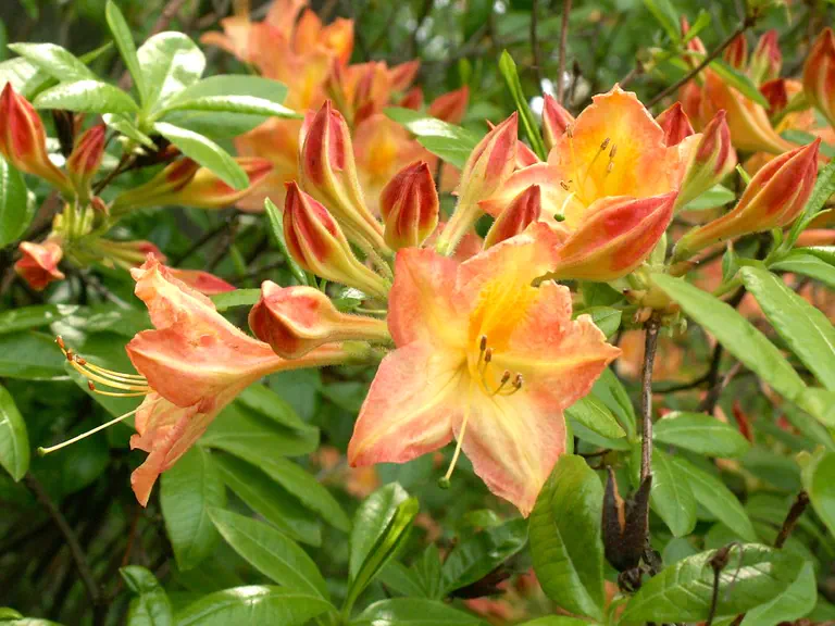 Photo of R. 'Buzzard', Deciduous Azalea Hybrid