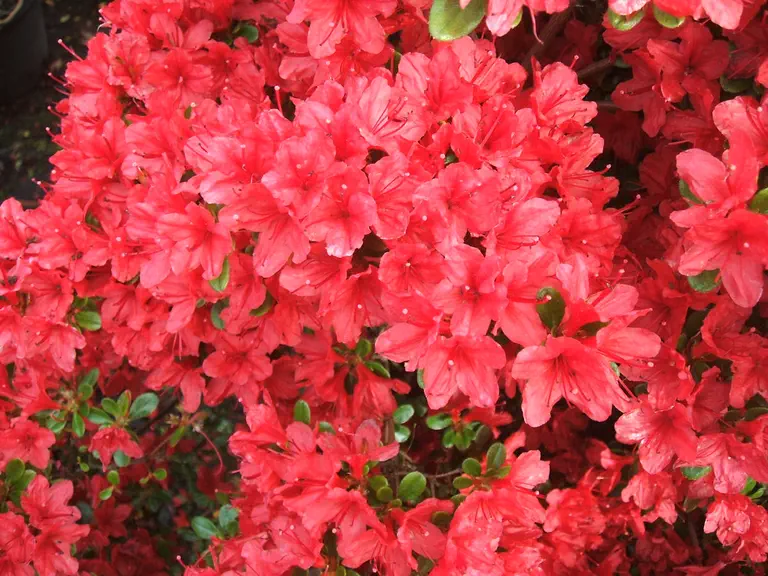 Photo of R. 'Campfire', Evergreen Azalea Hybrid