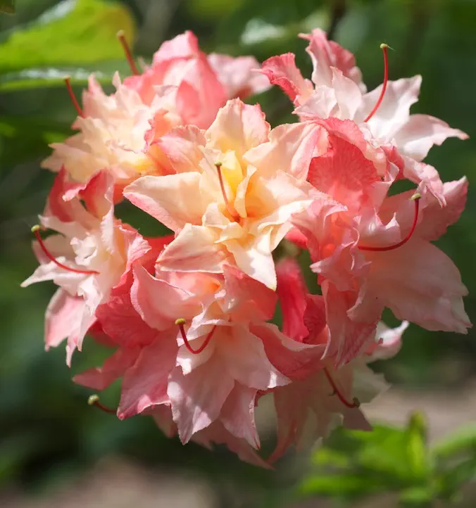 Photo of R. 'Cannon's Double', Deciduous Azalea Hybrid