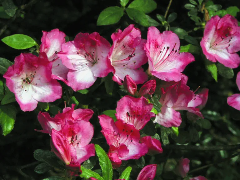Photo of R. 'Carrie Amanda', Evergreen Azalea Hybrid
