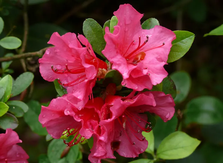 Photo of R. 'Chiara', Evergreen Azalea Hybrid