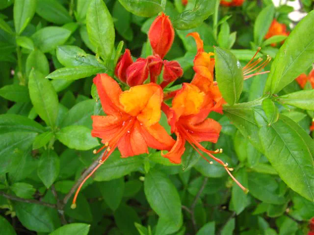 Photo of R. calendulaceum 'Coccineum Speciosum', Deciduous Azalea Species Selection