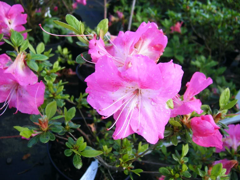 Photo of R. 'Conversation Piece', Evergreen Azalea Hybrid