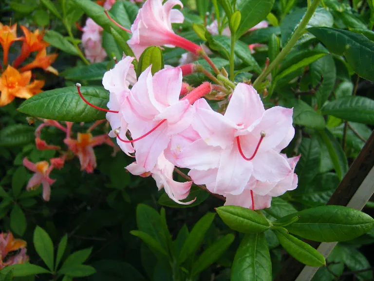 Photo of R. 'Corneille', Deciduous Azalea Hybrid
