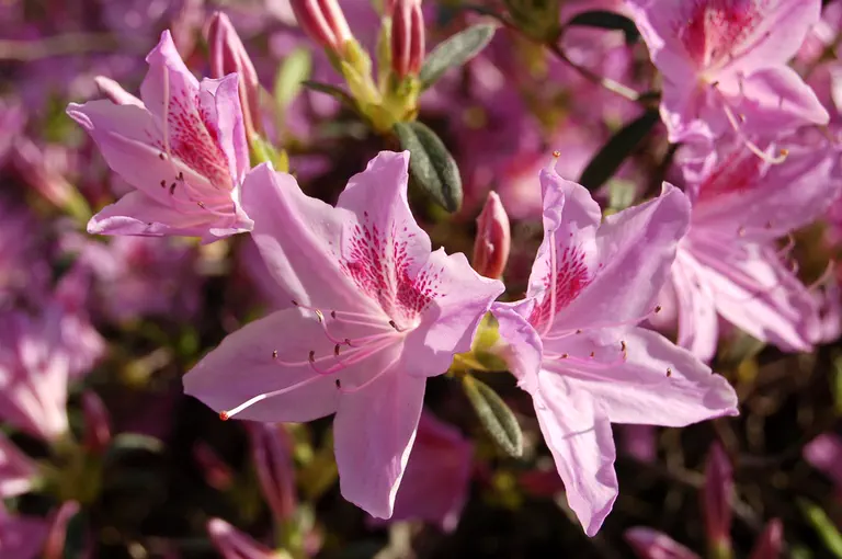 Photo of R. 'Corsage', Evergreen Azalea Hybrid