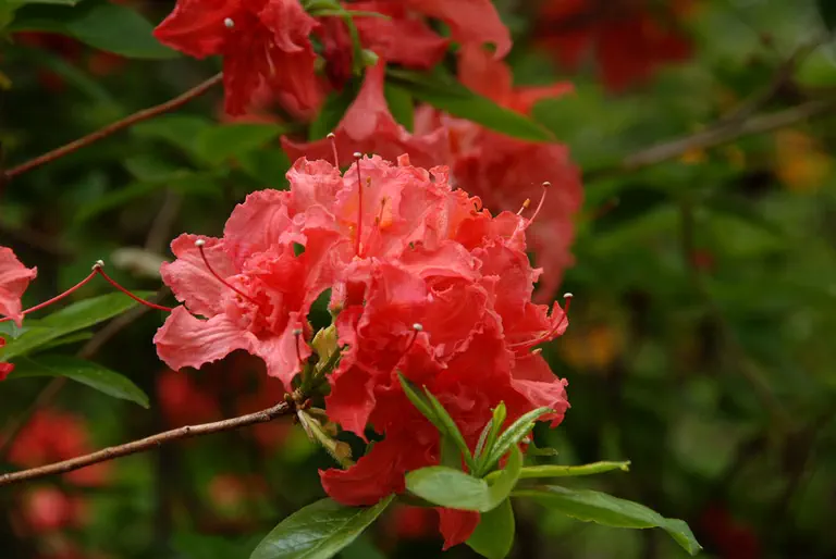 Photo of R. 'Crimson Tide', Evergreen Azalea Hybrid