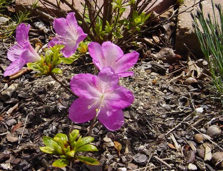 Photo of R. 'Dayspring', Evergreen Azalea Hybrid