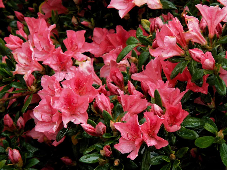 Photo of R. 'Duc de Rohan', Evergreen Azalea Hybrid