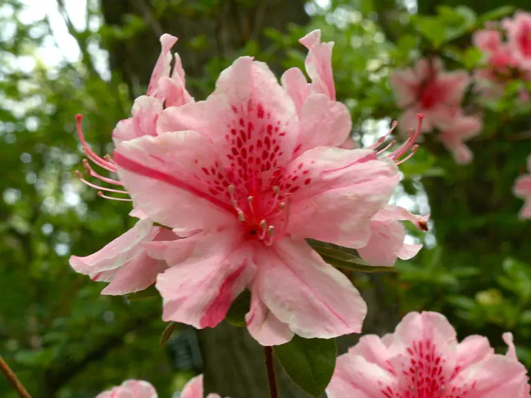 Photo of R. 'Elizabeth Gable', Evergreen Azalea Hybrid