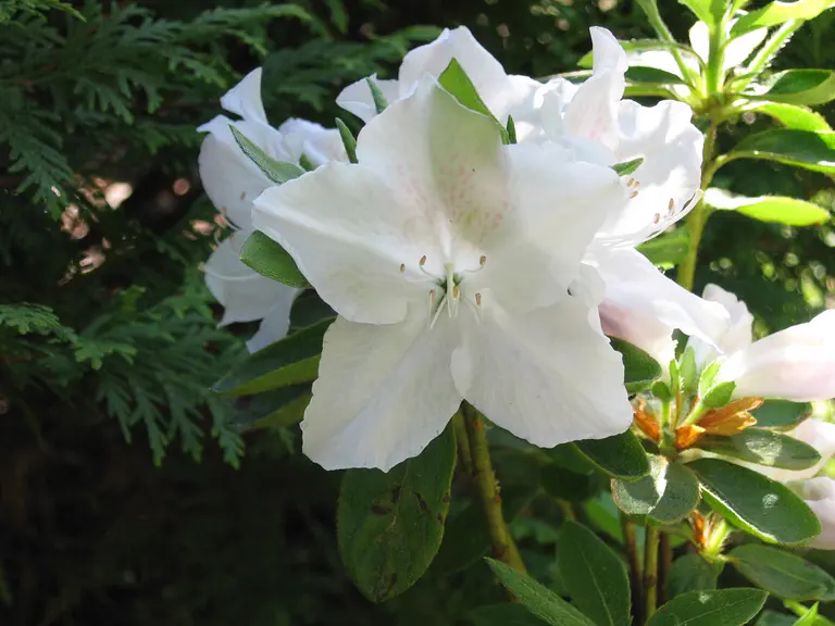 Photo of R. 'Everest', Evergreen Azalea Hybrid