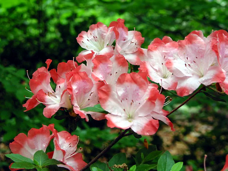 Photo of R. 'Frosted Orange', Evergreen Azalea Hybrid