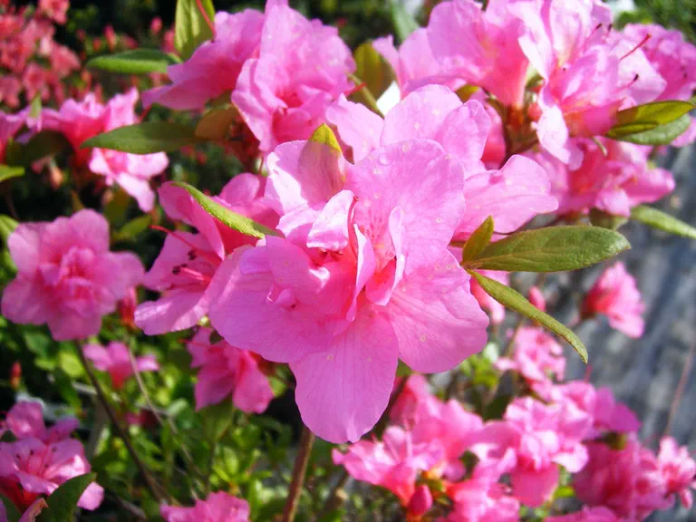 Photo of R. 'Garden State Glow', Evergreen Azalea Hybrid