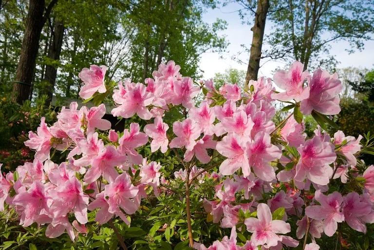 Photo of R. 'George Lindley Taber', Evergreen Azalea Hybrid