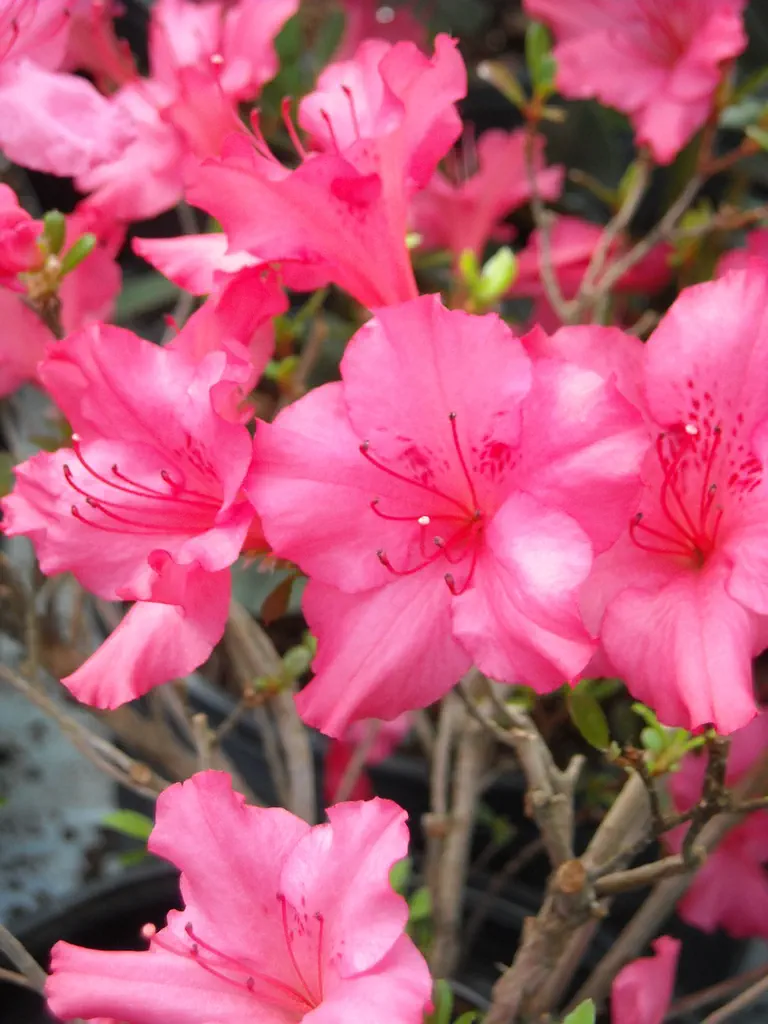 Photo of R. 'Girard's Border Gem', Evergreen Azalea Hybrid