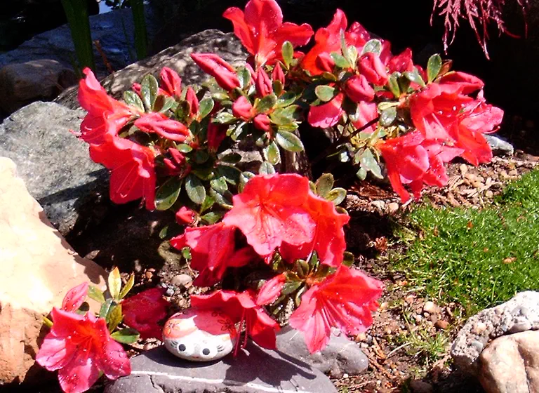 Photo of R. 'Girard's Crimson', Evergreen Azalea Hybrid