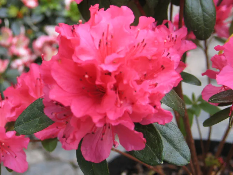 Photo of R. 'Girard's Rose', Evergreen Azalea Hybrid