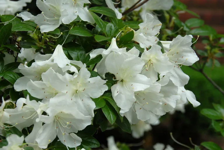 Photo of R. 'Glacier', Evergreen Azalea Hybrid
