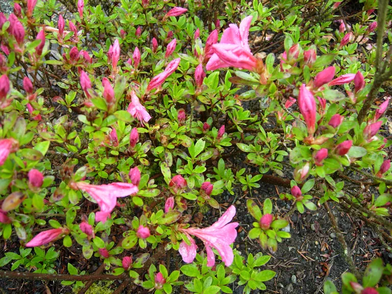Photo of R. 'Glamour', Evergreen Azalea Hybrid