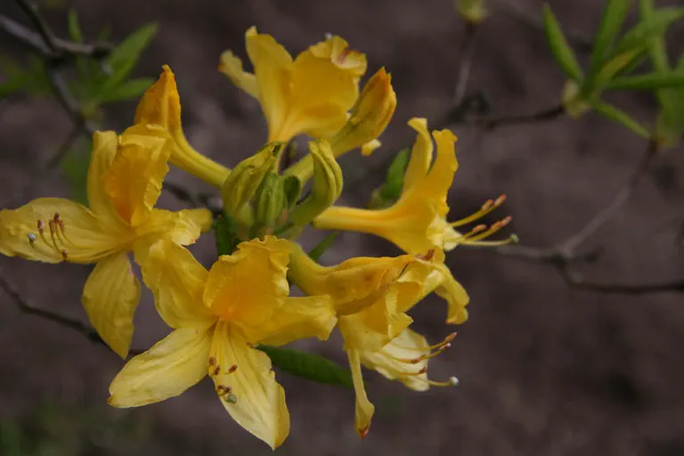 Photo of R. luteum 'Golden Comet', Deciduous Azalea Species Selection