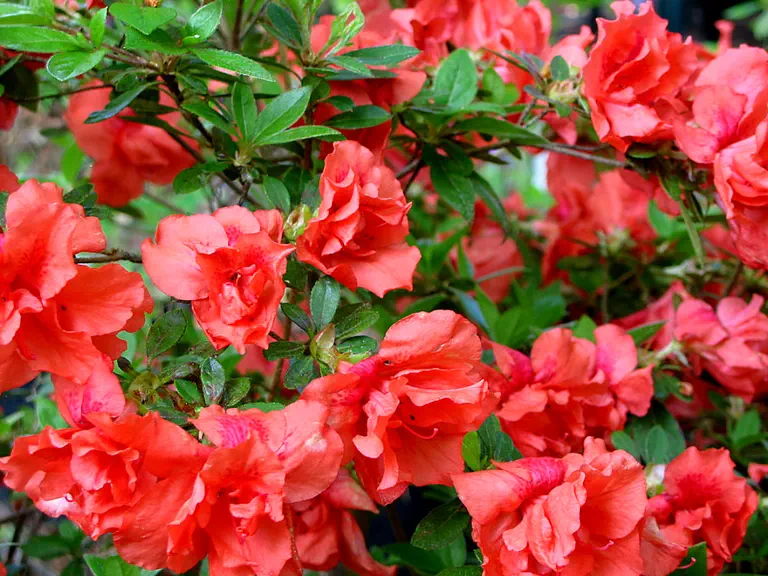 Photo of R. 'Great Expectations', Evergreen Azalea Hybrid
