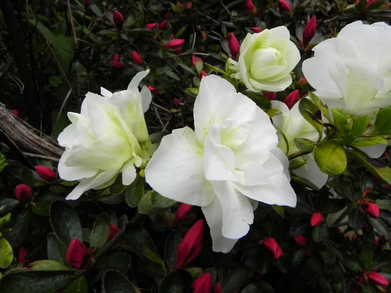 Photo of R. 'Hardy Gardenia', Evergreen Azalea Hybrid